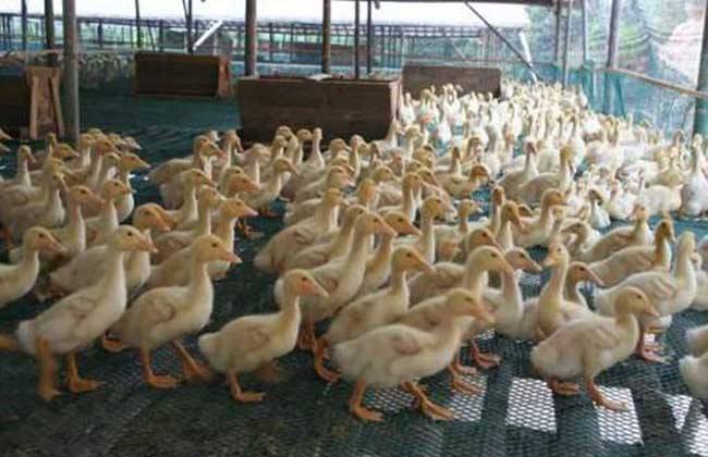 How to control the feed of meat duck breeding