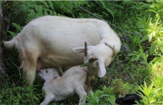 How to manage pregnant ewes? Feeding and management techniques of pregnant ewes