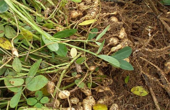 What is the advantage of stepping on seedlings of peanuts