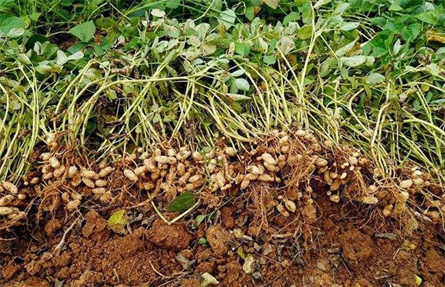 The method of stepping on seedling of peanut