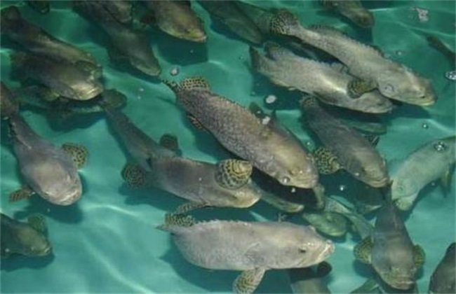 Common culture patterns of grouper