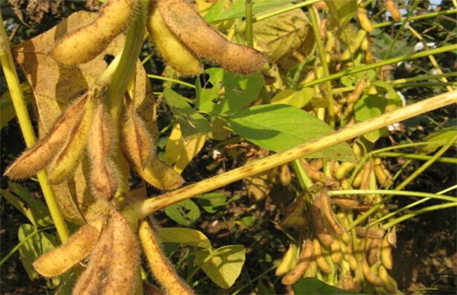 Causes and control measures of soybean pods not full