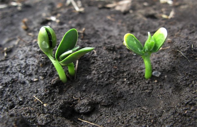 Soybean seedling management skills