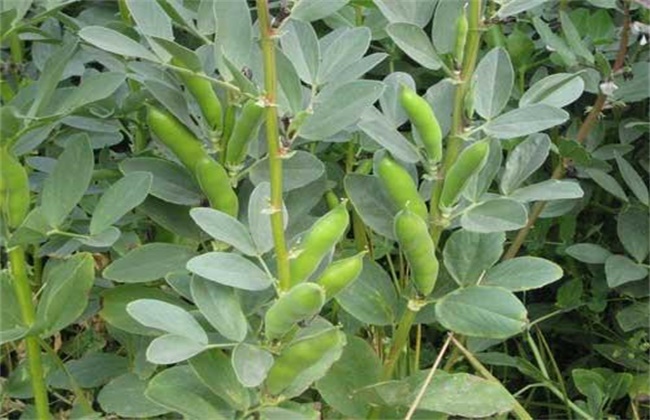 What about less soybean pods? How to improve the pod setting rate of soybean