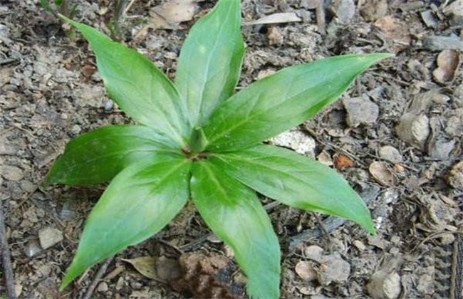 Cultivation techniques of Caohe car