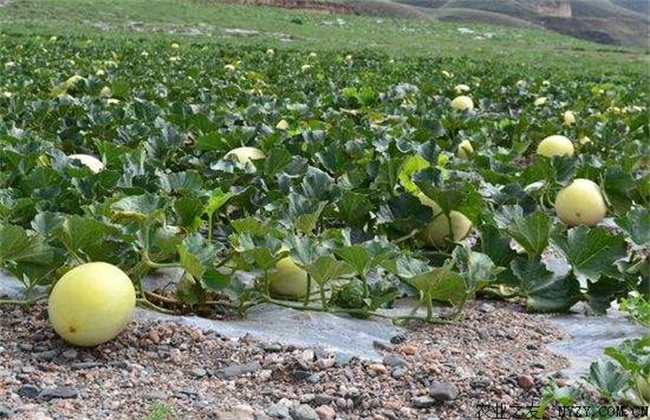 Field management technology of Bailan melon