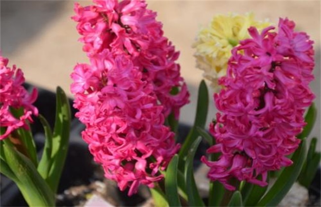 How to prolong the flowering period of hyacinth