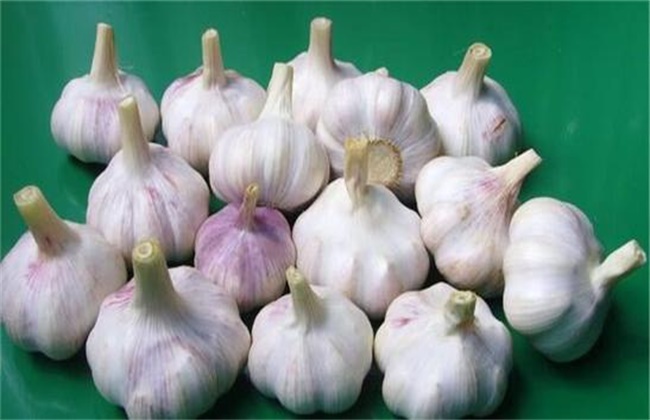 Selection and Treatment of Garlic Seed for Garlic Cultivation