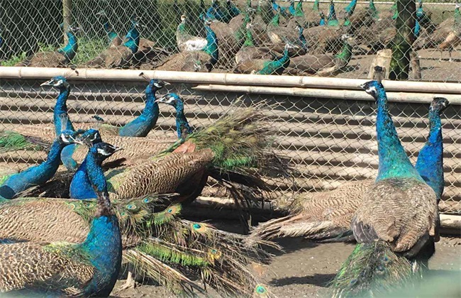 Breeding environment of peacocks