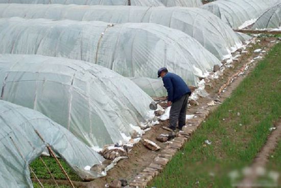 Technical measures for snow prevention and frost resistance of flower seedlings in winter