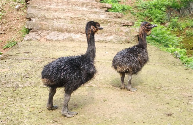 Requirements for growing environment of young ostriches