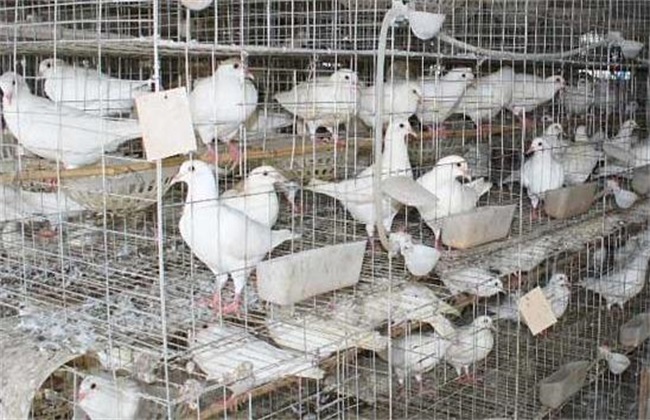 Methods of raising pigeons in winter