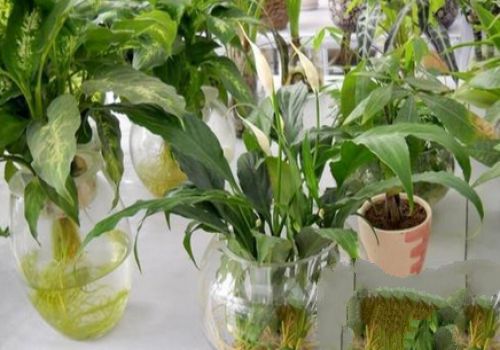 Matters needing attention in the selection of hydroponic flower species