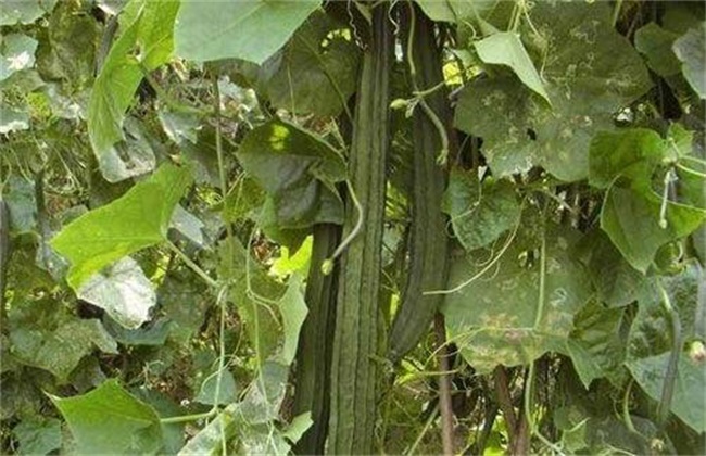 Causes of rotting vine of towel gourd and preventive measures