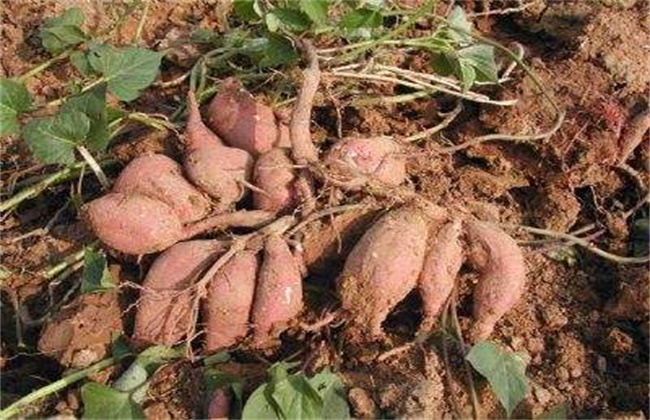 Causes and Preventive measures of Sweet Potato quality degradation