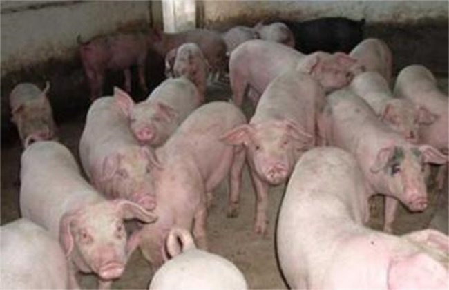 How to prevent and cure respiratory diseases in pigs