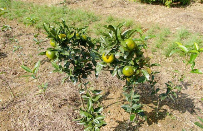 Key points of young Shatian pomelo tree management