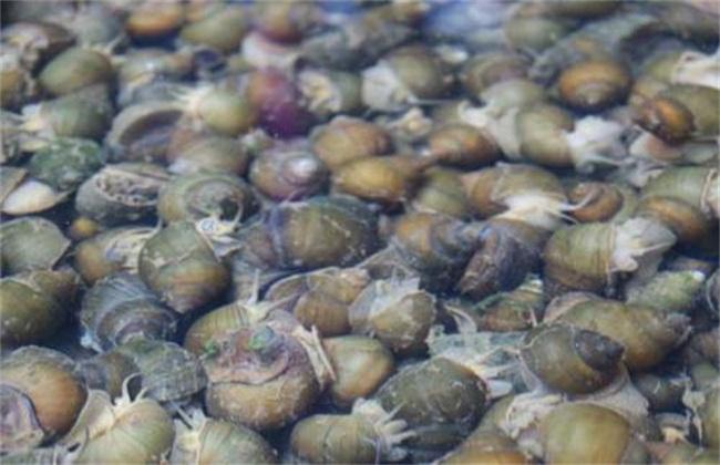 Management techniques of field snail culture