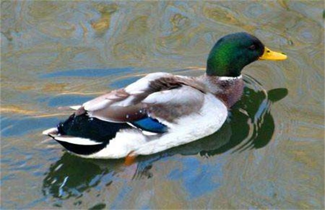 Feeding methods of wild ducks