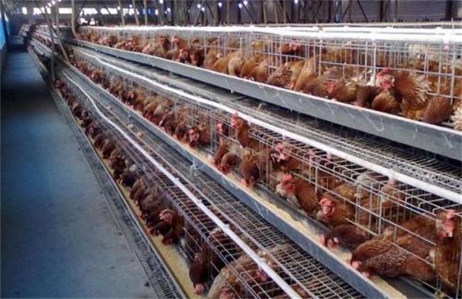 Key points of feeding and management of laying hens before laying