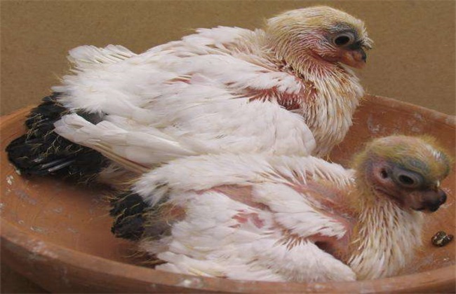 Artificial feeding technology of squab