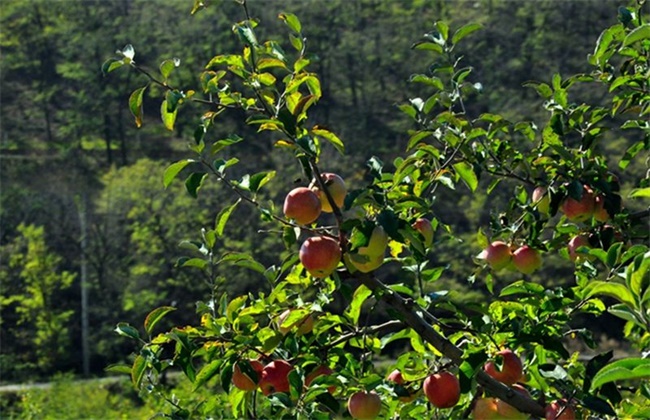 Key points of Orchard Management in September