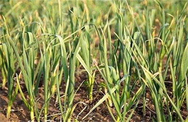 What about the yellowing of the leaf tip of garlic seedlings in a large area?