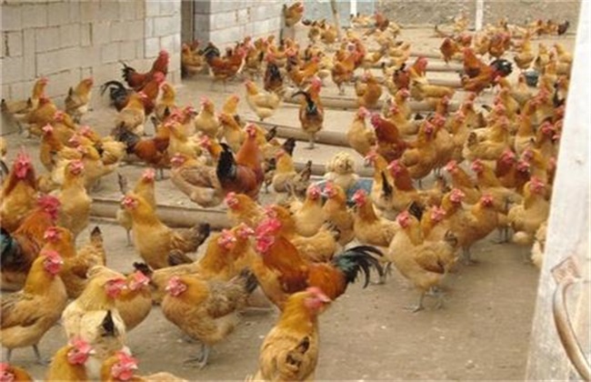 How to prevent and Control Avian Influenza in Summer