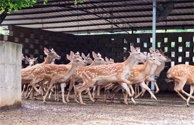 Feeding and management of antler-growing period of male deer