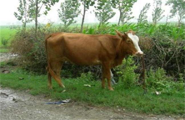 Symptoms, Prevention and treatment of nutritional failure in cattle