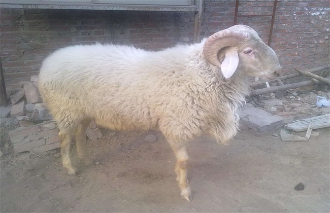 Breeding Technique of Small Tail Han Sheep