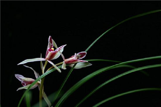 How to raise orchids well in the northern region