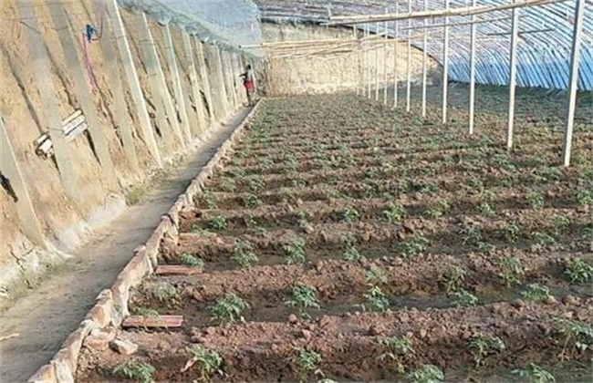 Causes and solutions of slow seedling growth after vegetable planting