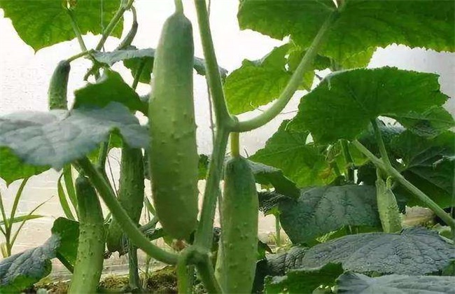 Technical points of Cucumber Management in the later stage