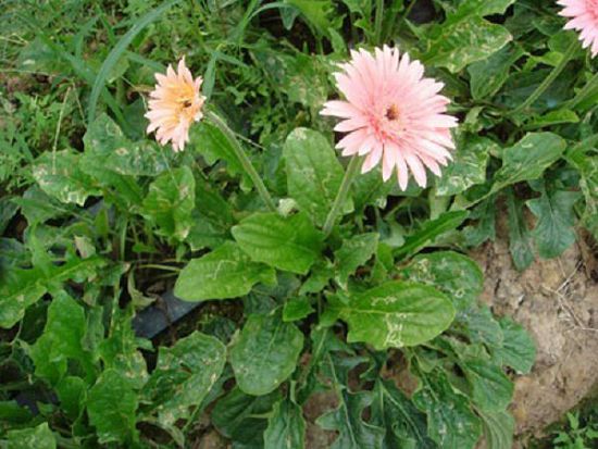 How to identify flower diseases and insect pests?