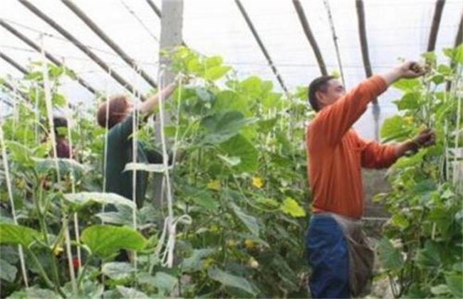 Skills and matters needing attention of dipping vegetables in greenhouse