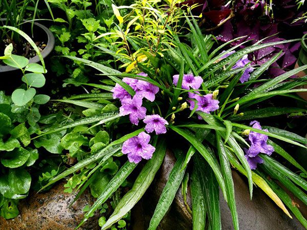 Management of garden potted flowers in September