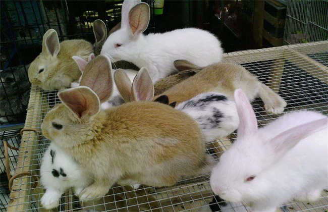 Feeding method of Meat Rabbit in Winter