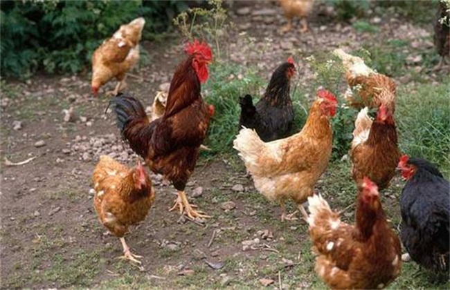 What preparations should be made for raising chickens?