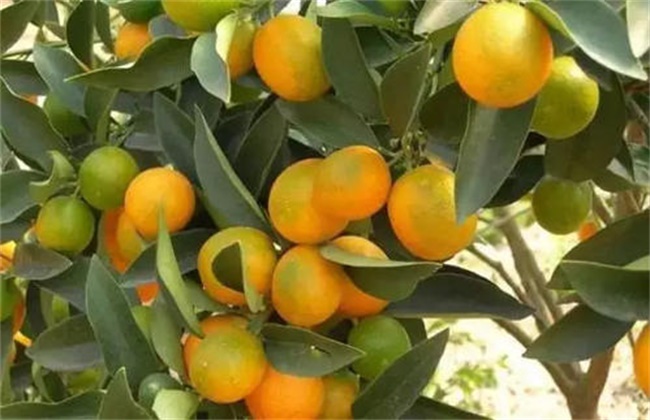 Causes and preventive measures of turning green in citrus color conversion period