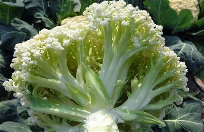 Causes and control measures of scattered flowers in cauliflower