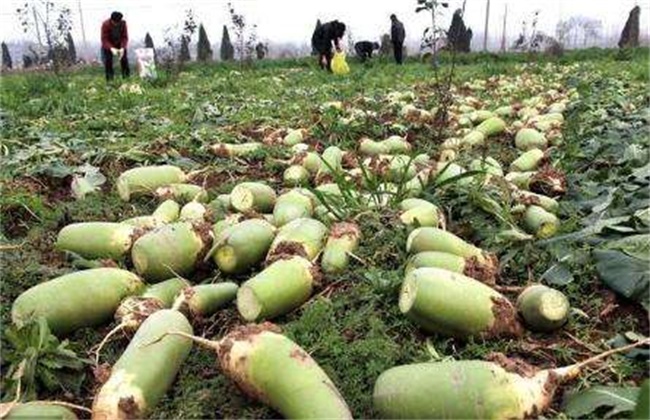 Points for attention in leaf skimming of radish