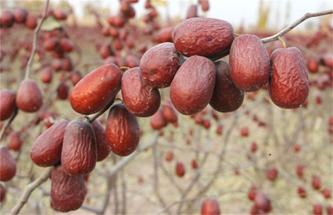 Causes and control measures of jujube rot