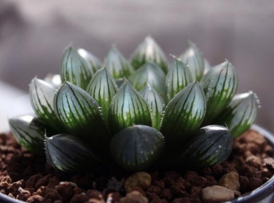 About the neon light jade dew, the introduction of the succulent plant neon light