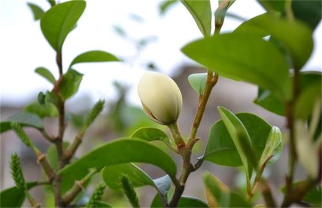 Cutting time and method of Michelia mollissima