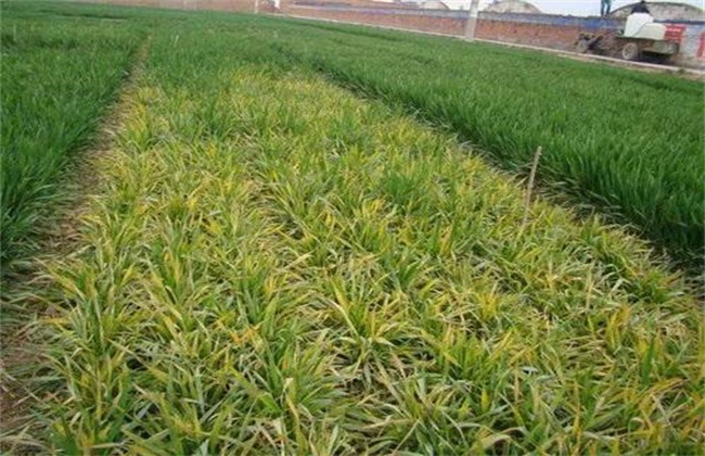 Control measures of main Diseases of Wheat at Seedling stage