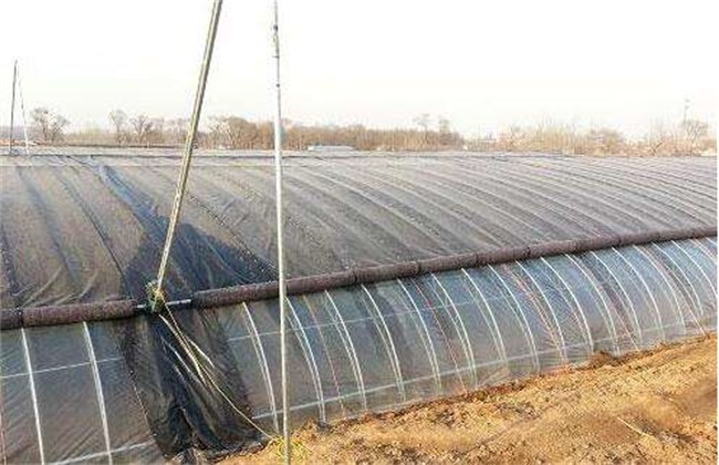 Key points of ventilation in greenhouse in winter