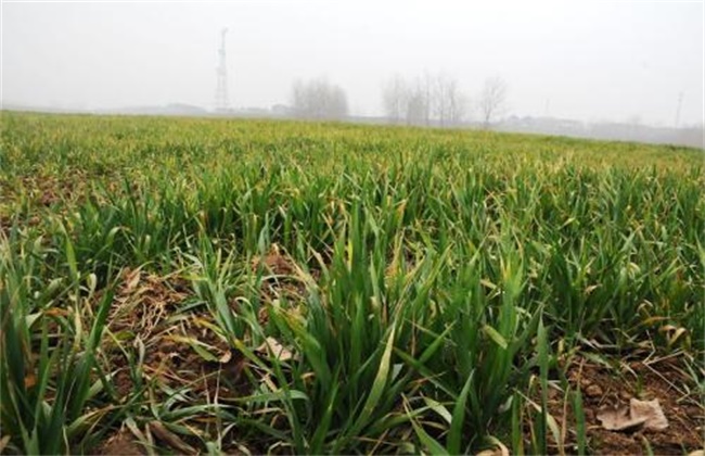 Causes and remedial methods of yellow wheat seedlings