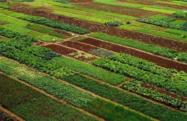 How to use ecological measures to control vegetable diseases