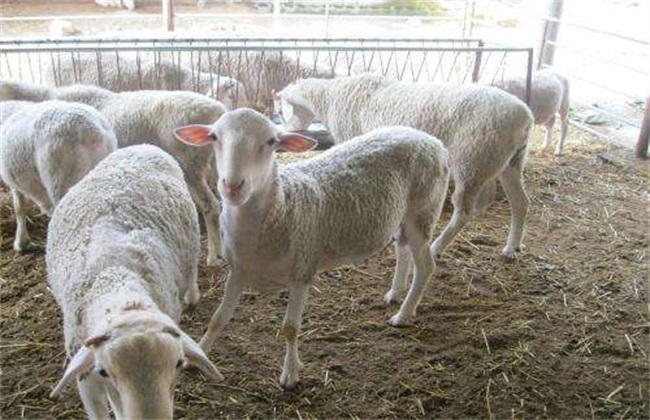 The reasons for losing money in Mutton Sheep breeding